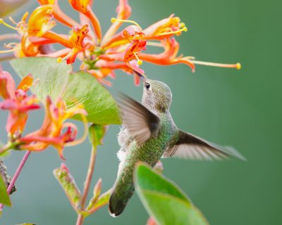 annas_hummingbird_honeysuckle