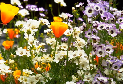 various native wildflowers that are orange, white, and purple