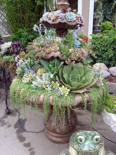 many succulents in a fountain