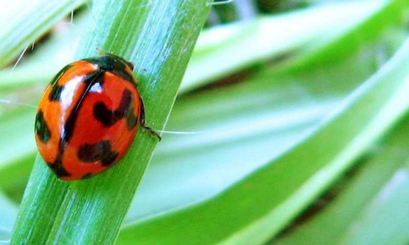 lady bug on a blade of green grass
