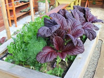 planter box with green and purple vegetables