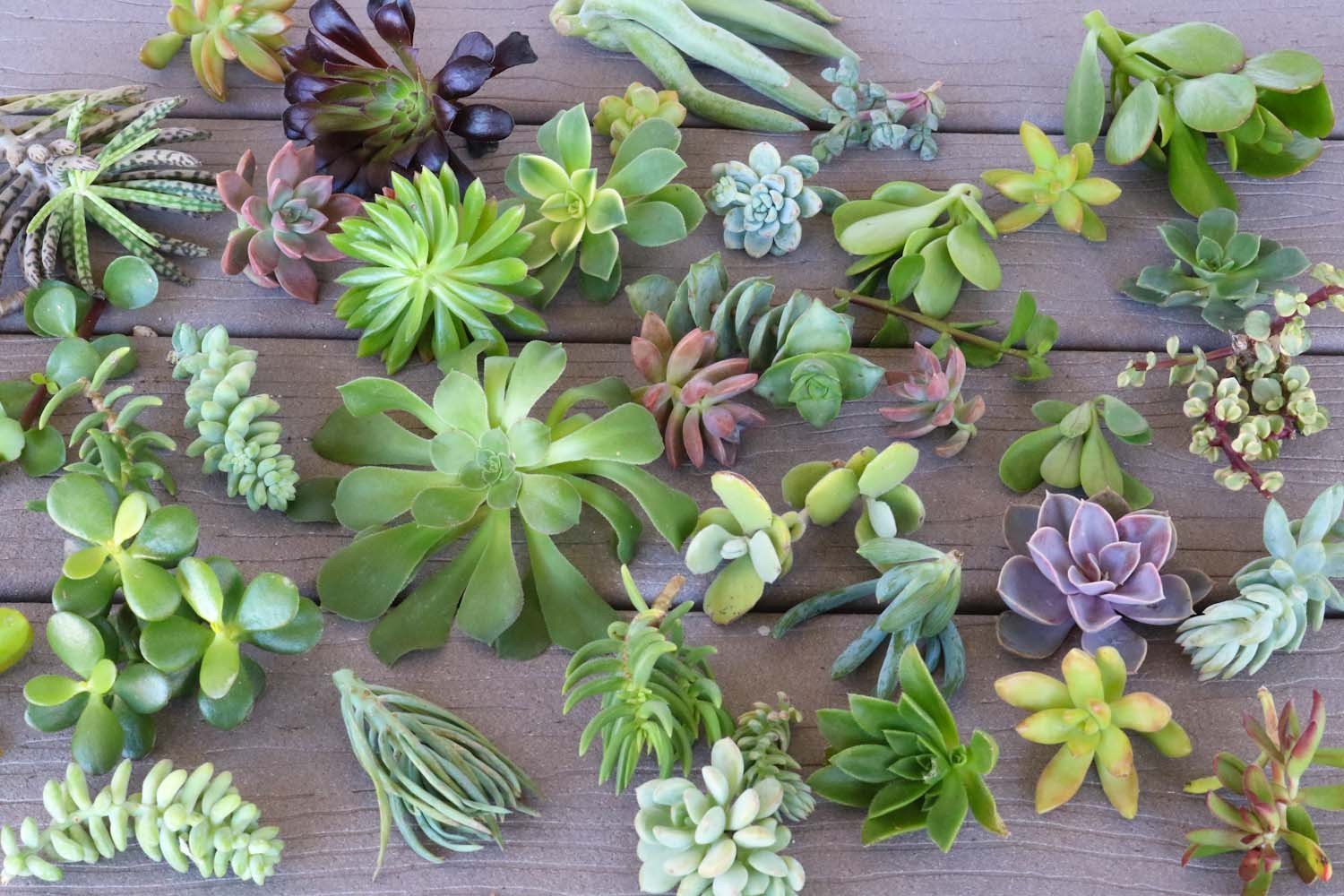 many succulents that are on a wooden surface