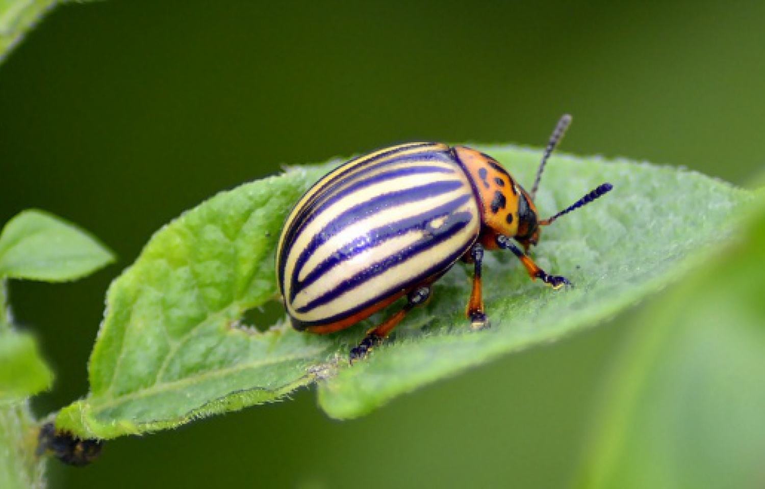 Photo shows a beetle with a red head and black and white stripes on a green leaf.