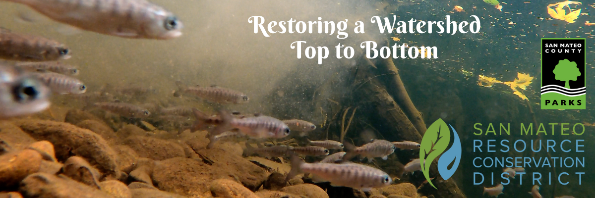 horizontal image of under a body of water; fish on left swimming to the right; text of "restoring a watershed top to bottom" at top; logos of SMC Parks Dpmt and SMC Resource Conservation District