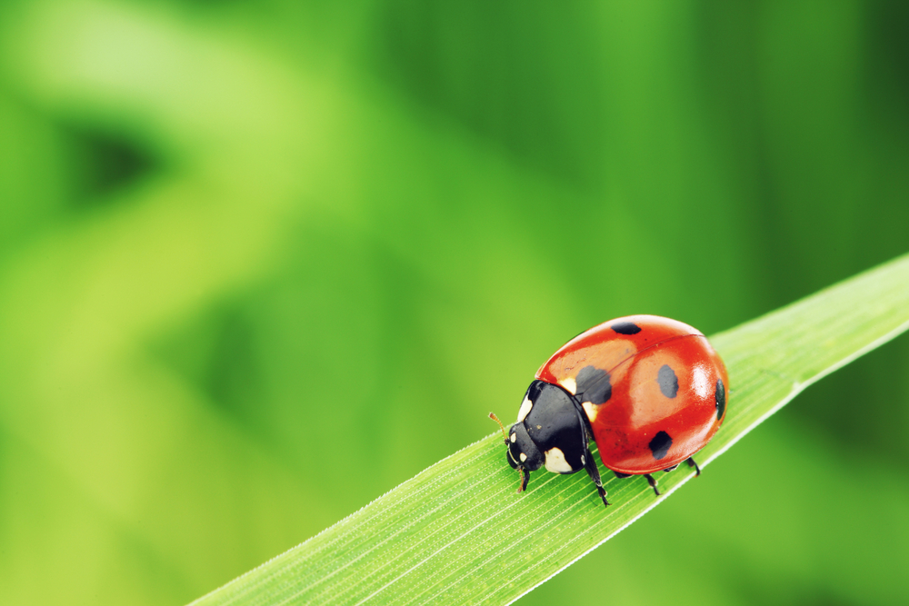 green blurred background, focus of image is a ladybug on a blade of grass
