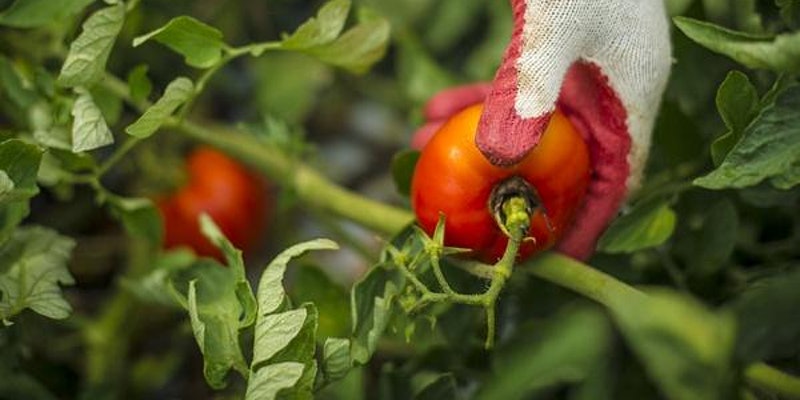 Photo shows a gloved hand picking a red tomato