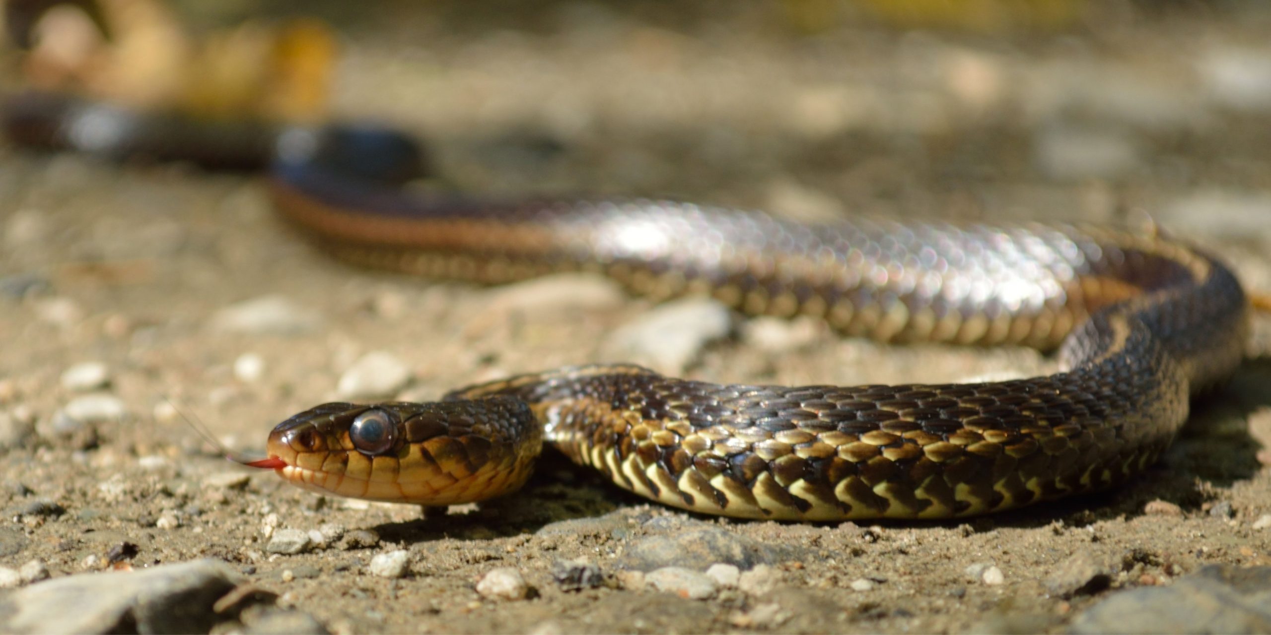 close up of snake
